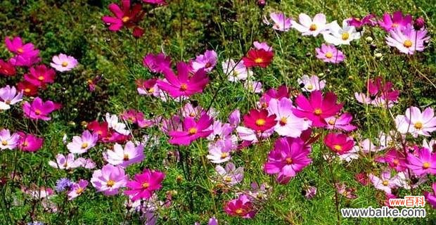 格桑花的花语与象征意义,以及它在人们心中的地位 格桑花的花语-传递生命与坚韧的力量