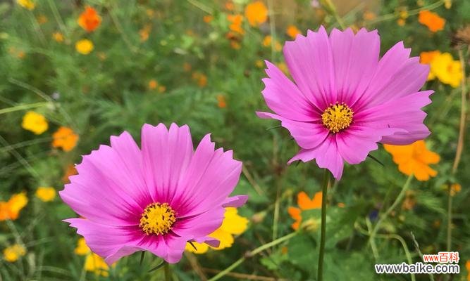 格桑花的花语与象征意义,以及它在人们心中的地位 格桑花的花语-传递生命与坚韧的力量