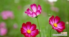 格桑花的花语与象征意义，以及它在人们心中的地位 格桑花的花语-传递生命与坚韧的力量