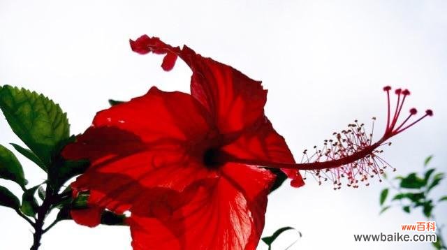 用花语表达情感,扶桑花的花语是什么? 扶桑花
