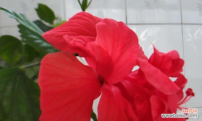 用花语表达情感,扶桑花的花语是什么? 扶桑花