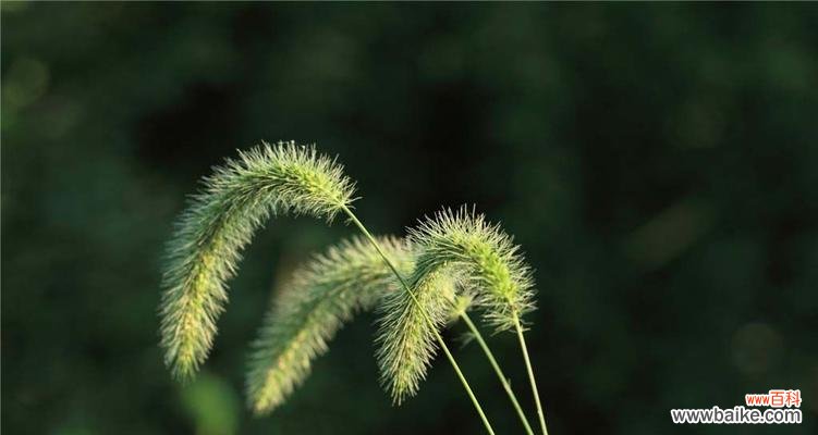 解读狗尾巴草的花语,揭示它所象征的真挚情感 狗尾巴草的花语
