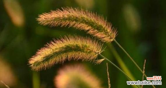 解读狗尾巴草的花语,揭示它所象征的真挚情感 狗尾巴草的花语