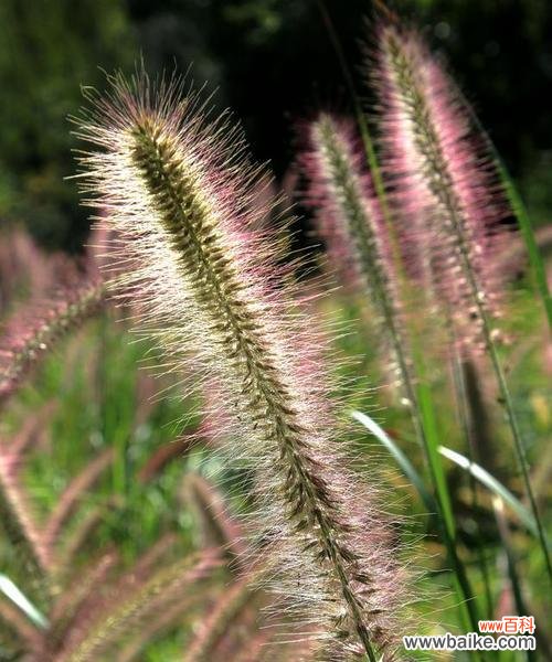 解读狗尾巴草的花语,揭示它所象征的真挚情感 狗尾巴草的花语