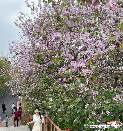 探寻宫粉紫荆花背后的深意 宫粉紫荆花的花语与意义