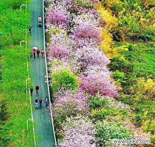 探寻宫粉紫荆花背后的深意 宫粉紫荆花的花语与意义