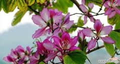 探寻宫粉紫荆花背后的深意 宫粉紫荆花的花语与意义