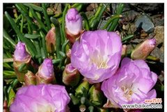 探索以冠径的历史渊源与现代应用 解读以冠径的意义与价值