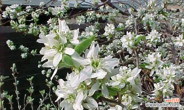 探索以冠径的历史渊源与现代应用 解读以冠径的意义与价值