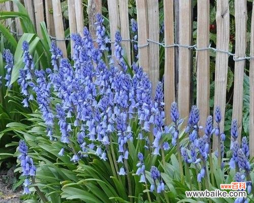 探索以冠径的历史渊源与现代应用 解读以冠径的意义与价值