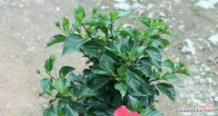 深入探讨以冠幅的起源和影响力 解析以冠幅的含义与作用