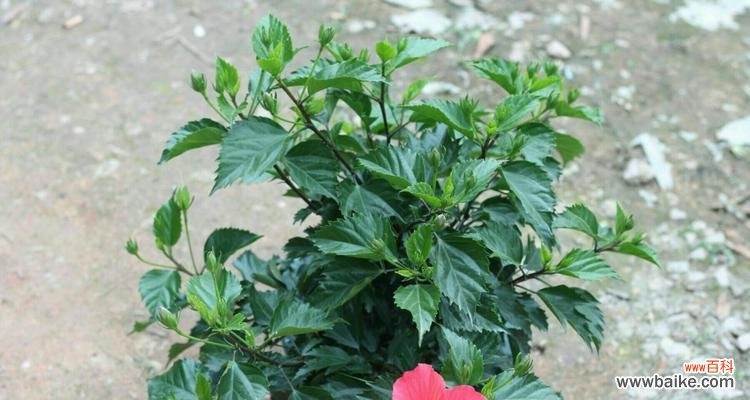 深入探讨以冠幅的起源和影响力 解析以冠幅的含义与作用