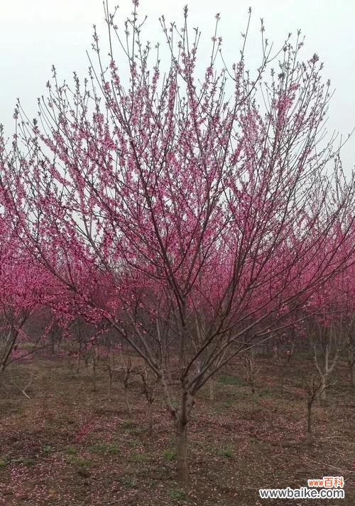 深入探讨以冠幅的起源和影响力 解析以冠幅的含义与作用