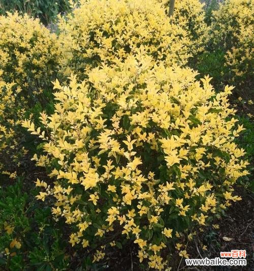 深入探讨以冠幅的起源和影响力 解析以冠幅的含义与作用