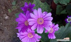 探寻瓜叶菊花语的秘密 瓜叶菊花语与寓意