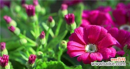 瓜叶菊的花语意义及其传递方式 以瓜叶菊的花语——传递爱与希望