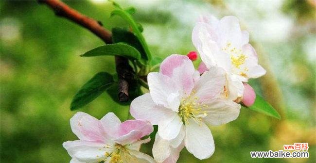 深情凝眸,海棠花的幽香与寓意 海棠花语之美——凝练生命的坚强与柔情