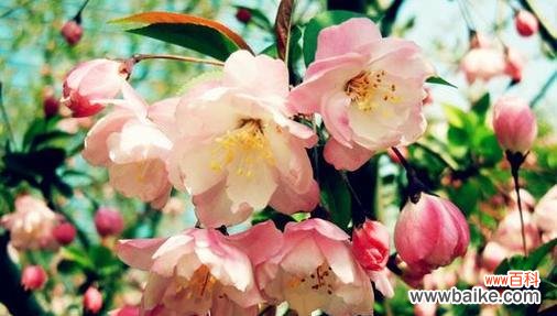 深情凝眸,海棠花的幽香与寓意 海棠花语之美——凝练生命的坚强与柔情