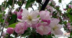 深情凝眸，海棠花的幽香与寓意 海棠花语之美——凝练生命的坚强与柔情