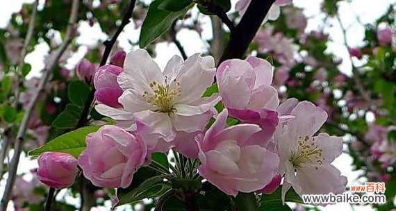 深情凝眸,海棠花的幽香与寓意 海棠花语之美——凝练生命的坚强与柔情