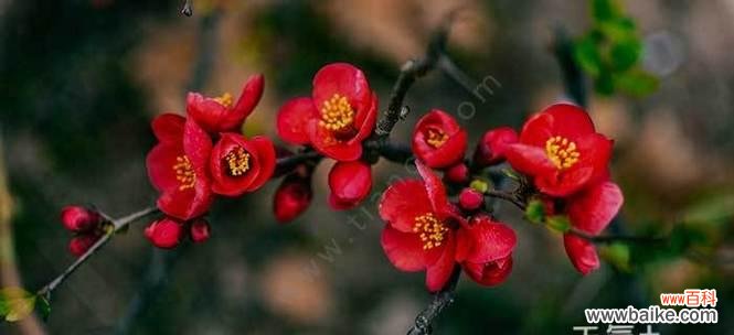 探秘海棠花语的历史渊源 海棠花语的深意