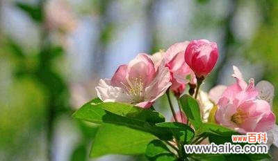 探秘海棠花语的历史渊源 海棠花语的深意