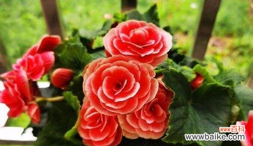 探秘海棠花语的历史渊源 海棠花语的深意