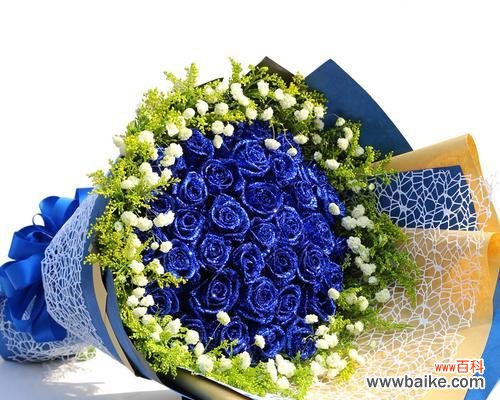 探寻蓝色妖姬玫瑰花的魅力与美丽 蓝色妖姬玫瑰花的意义与象征