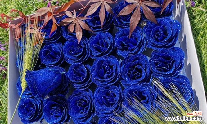 从蓝色妖姬看颜色在文化中的重要性 探析蓝色妖姬