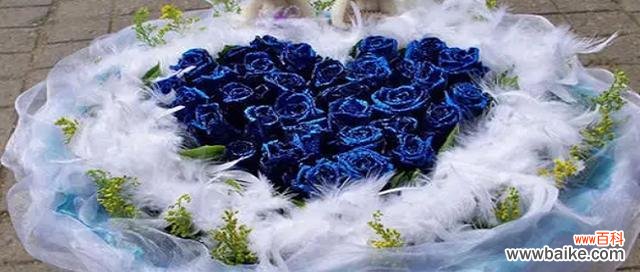 探寻蓝色玫瑰的意义和传说 蓝色妖姬玫瑰花的美丽花语