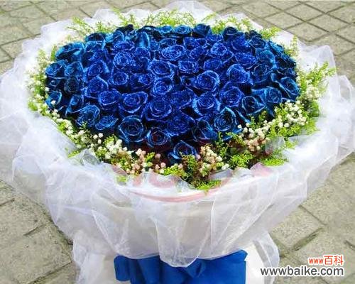 探讨“以蓝色妖姬”的意义及影响力 解析“以蓝色妖姬”所代表的含义与象征