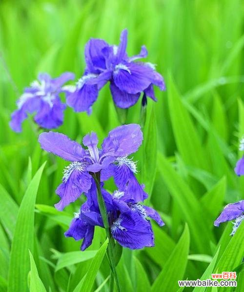探寻蓝色鸢尾花的隐含意义与文化象征 蓝色鸢尾花的寓意和象征