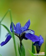 探寻蓝色鸢尾花的隐含意义与文化象征 蓝色鸢尾花的寓意和象征