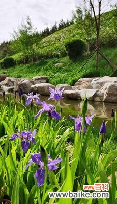 揭开蓝色鸢尾花的心灵密码 蓝色鸢尾花的花语与寓意