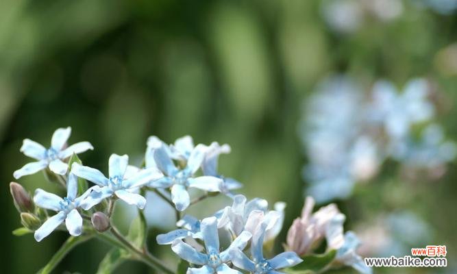 探究蓝星花所代表的意义和象征 蓝星花的花语与寓意