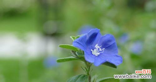 探究蓝星花所代表的意义和象征 蓝星花的花语与寓意