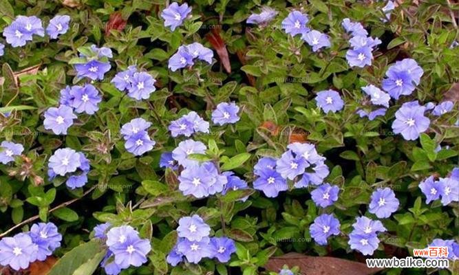 探究蓝星花所代表的意义和象征 蓝星花的花语与寓意