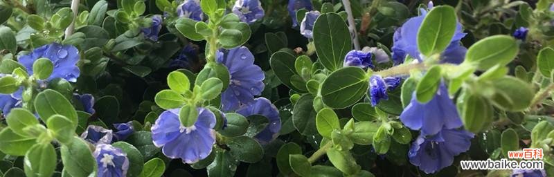 探索蓝星花的美丽与寓意 蓝星花的花语及其含义