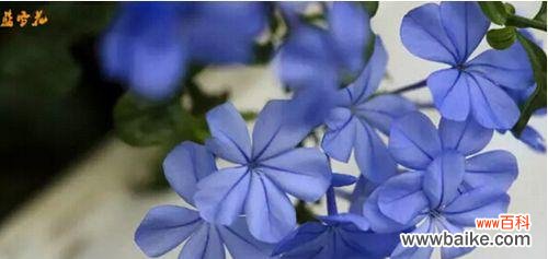 寒冷中绽放的美丽与坚韧 蓝雪花——寒冬中的希望