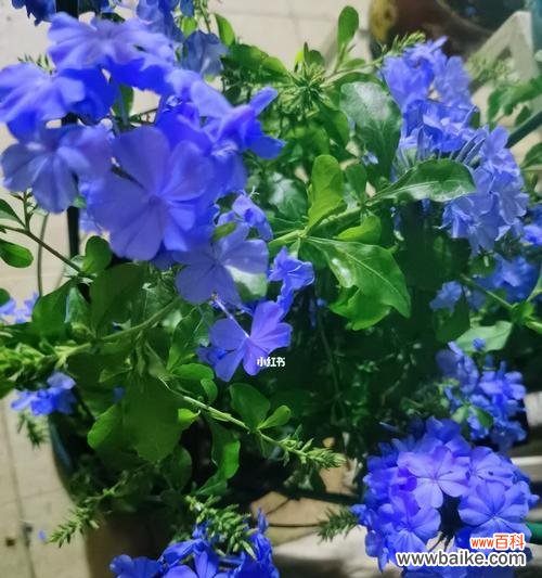 探寻蓝雪花的美丽与神秘 蓝雪花的花语与寓意