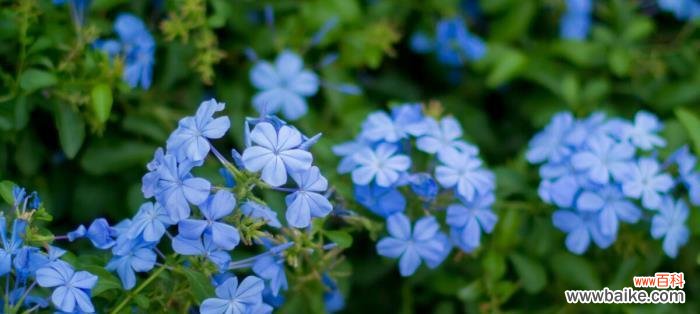 探寻蓝雪花的美丽与神秘 蓝雪花的花语与寓意