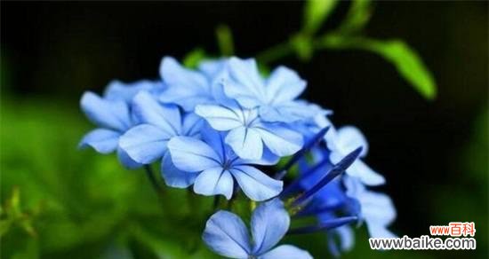 探寻蓝雪花的美丽与神秘 蓝雪花的花语与寓意