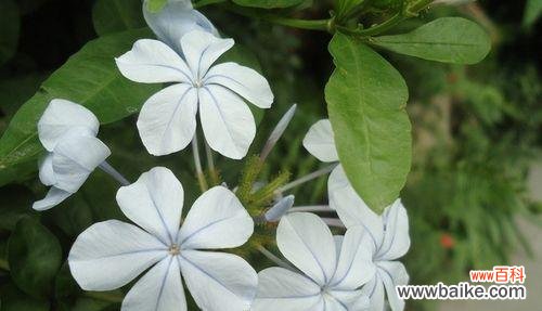 揭示蓝雪花花语的美丽与神秘 蓝雪花花语的深刻含义