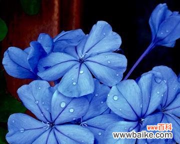 揭示蓝雪花花语的美丽与神秘 蓝雪花花语的深刻含义