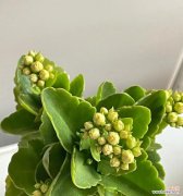 手工花黄色的花代表什么？黄色花的象征意义有哪些？