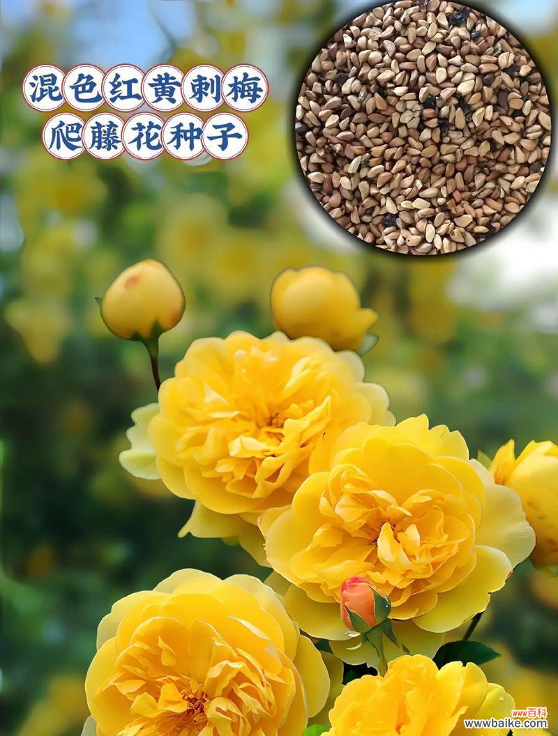 手工花黄色的花代表什么?黄色花的象征意义有哪些?
