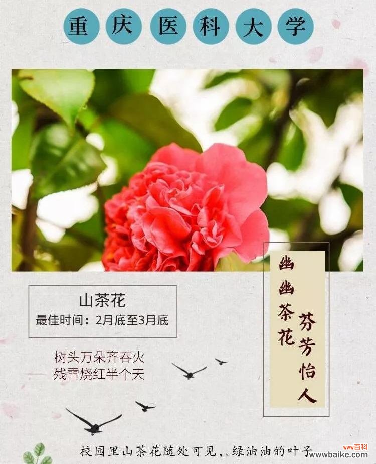 如何解析浪漫花语?每种花语代表什么情感?