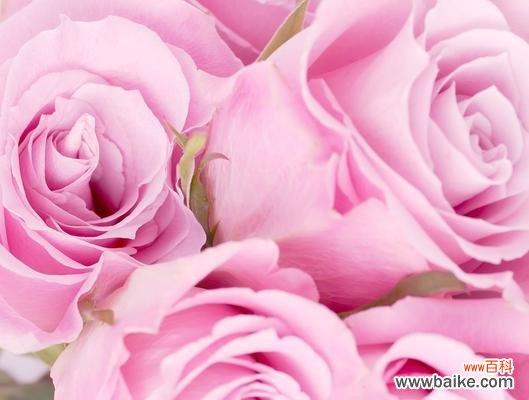 10朵粉色玫瑰的花语是什么？它们代表了哪些情感？