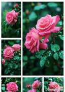 10朵粉色玫瑰的花语是什么？它们代表了哪些情感？