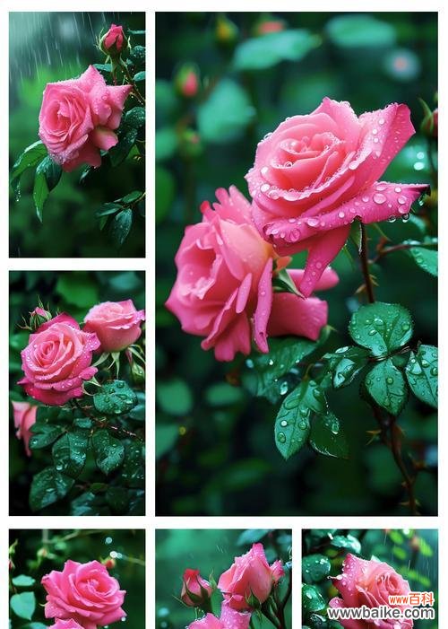 10朵粉色玫瑰的花语是什么？它们代表了哪些情感？